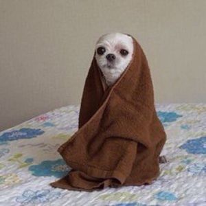 Meet your Posher, Eileen